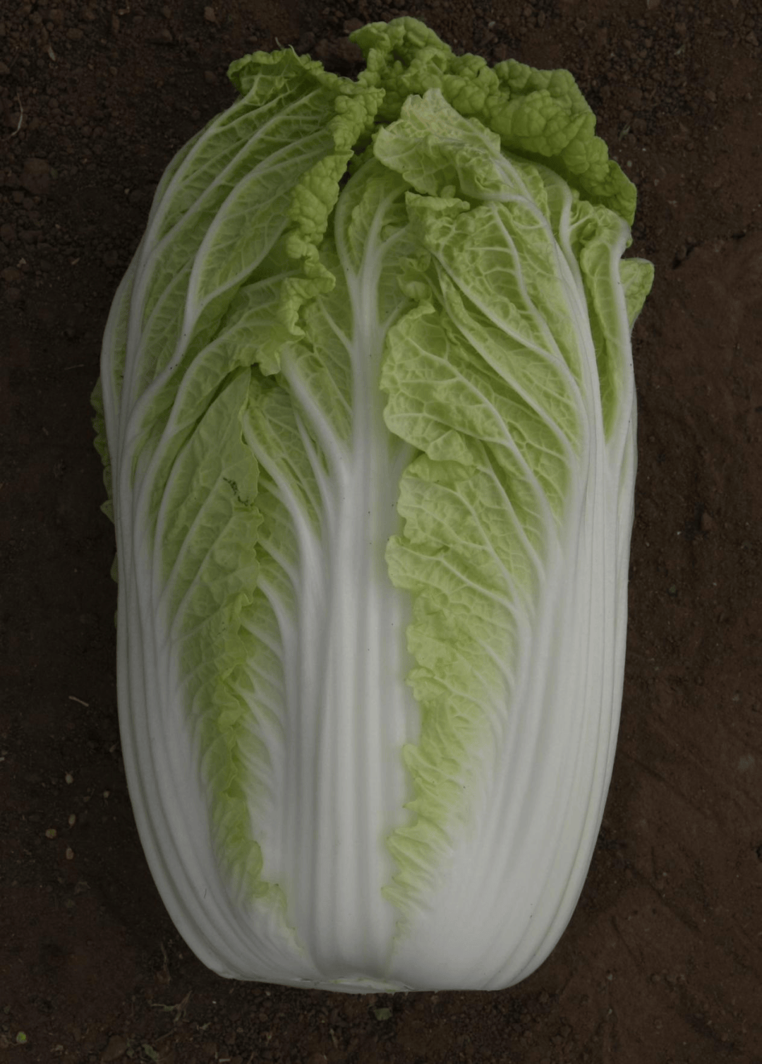 成果转化 | 大白菜辽白27_栽培_cm_辽宁省