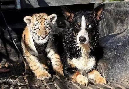 牧羊犬任劳任怨当大猫保姆，没想大猫长大却成了它最大的靠山