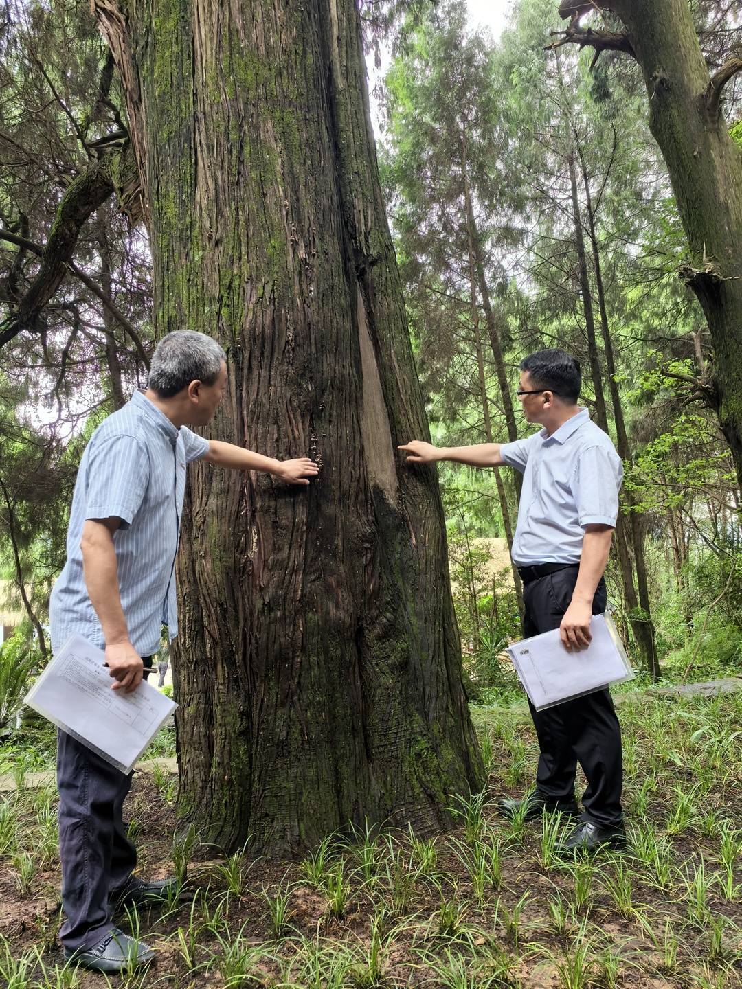 剑阁古树保护"新晋大管家"张大军:保护古柏,既要眼里有树更要心中有"
