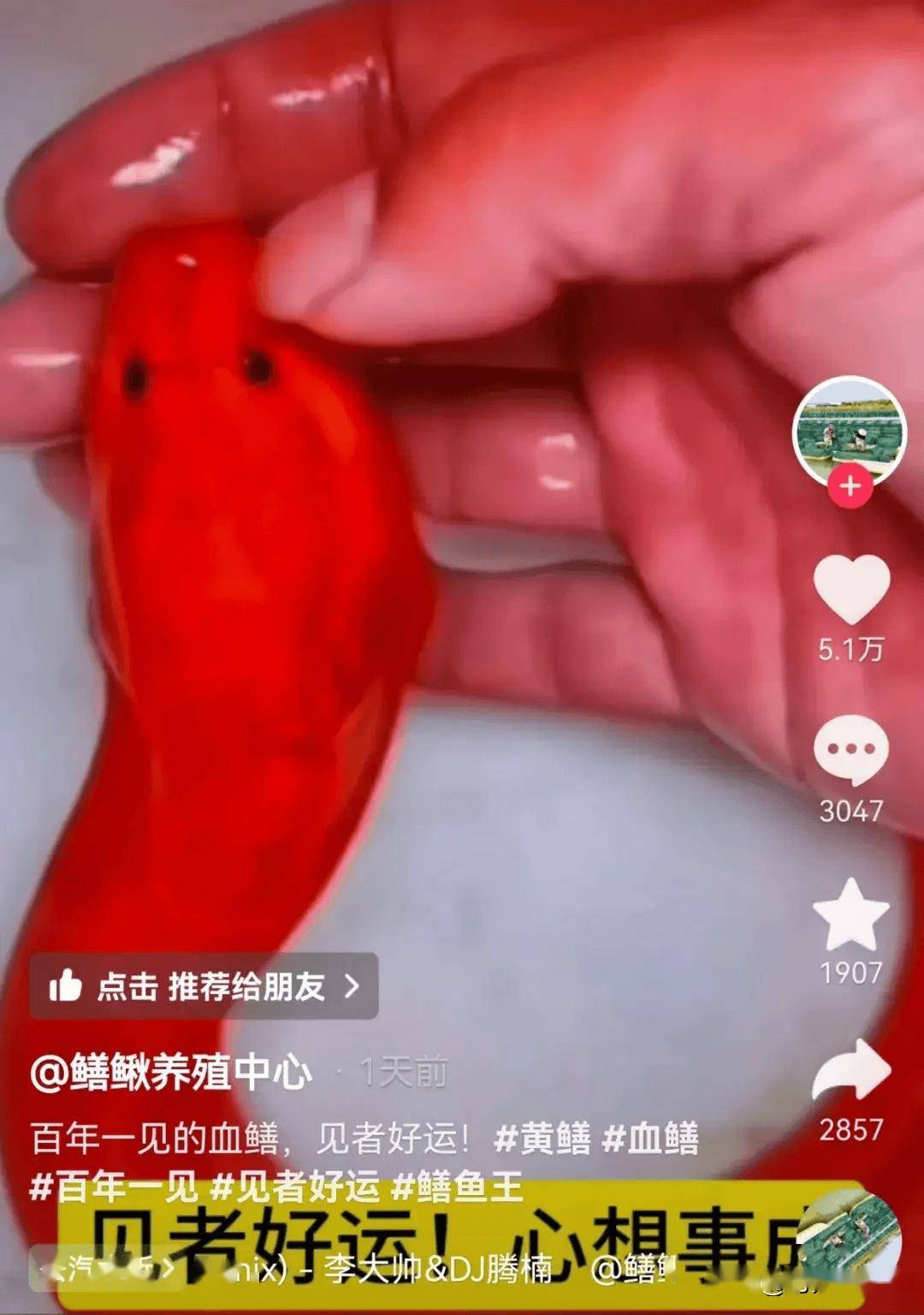 河南男子意外挖到"血鳝",全身鲜红如油漆_网友_红色_黄鳝