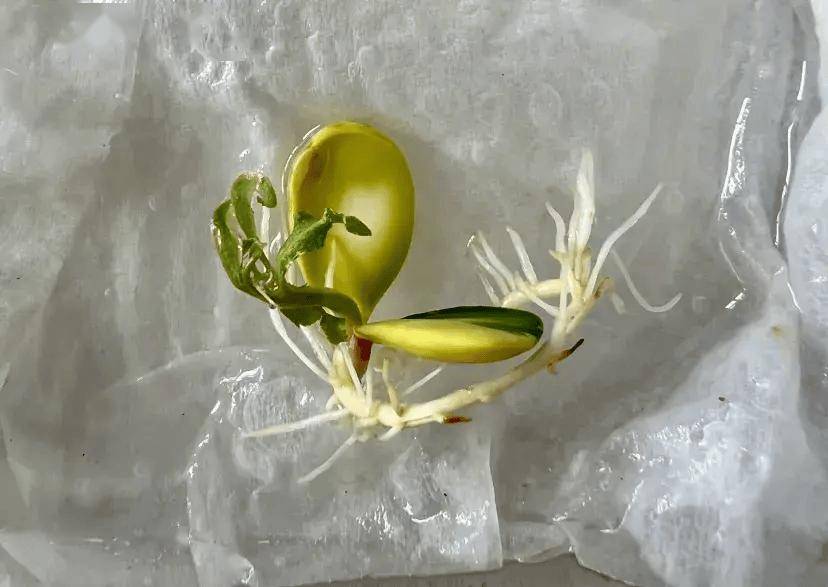 把吃剩的桃核种盆里,朋友圈火了:这是花再多钱也买不到的盆景