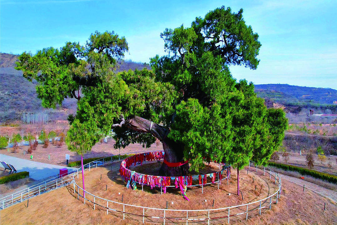 5株 5000 年以上古树中有3棵均在黄陵,黄帝陵所在的桥山古柏群面积 3