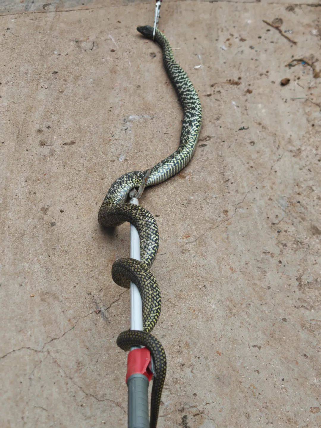 2米长,小孩手臂粗!宣威一居民家中"蛇出没"_女士_群众_菜花