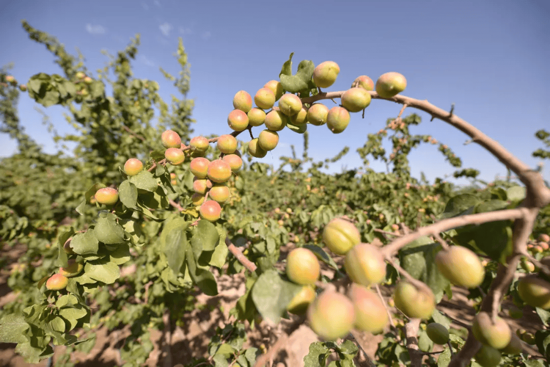 吃了一颗新疆的小红杏,我的唾液腺大哭了一场……_种植_果园_杏子