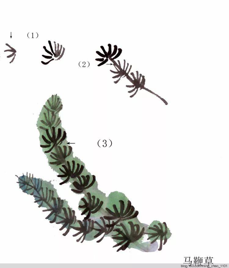 国画教程水草马鞭草和忘忧草的画法