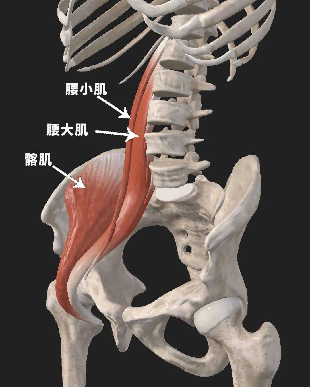 髂骨周围肌肉解剖图片