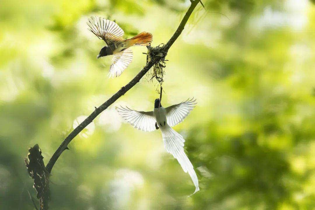 驻足林间,听声声鸟鸣于幽林