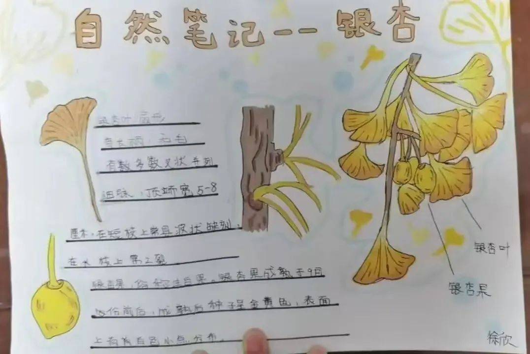 手抄报制作不仅可以锻炼书写和绘画能力,同时也是构图与规划能力提高