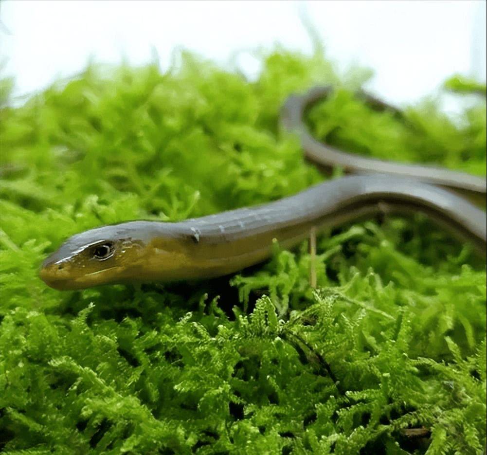 浙江大叔山上挖到"山鳗"?不是蛇!竟然是濒危动物