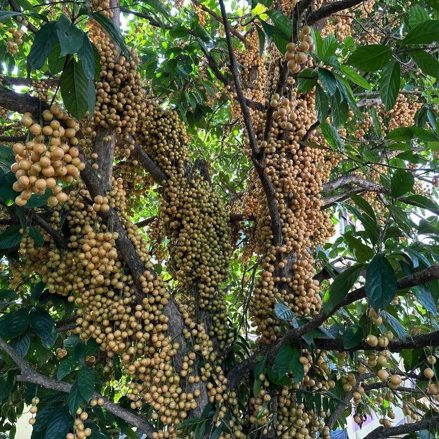 陇川城子:热带木奶果 结出幸福"果"_城子镇_管理_杨荣承