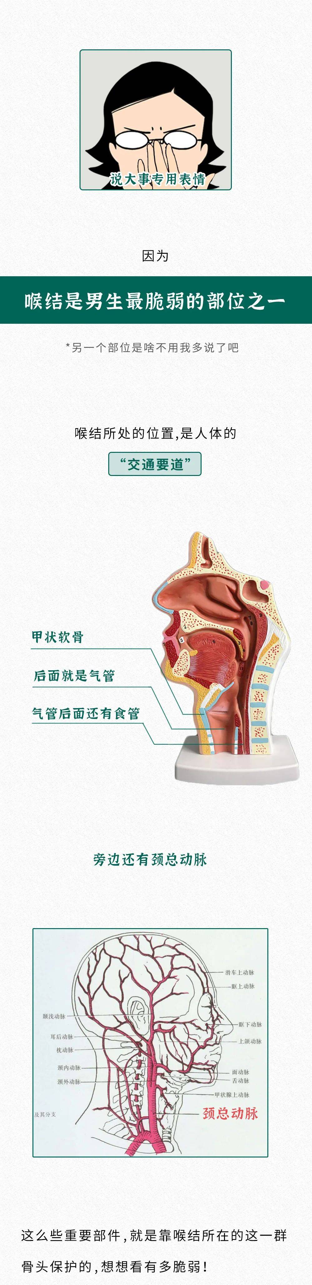 喉结的位置图片图片