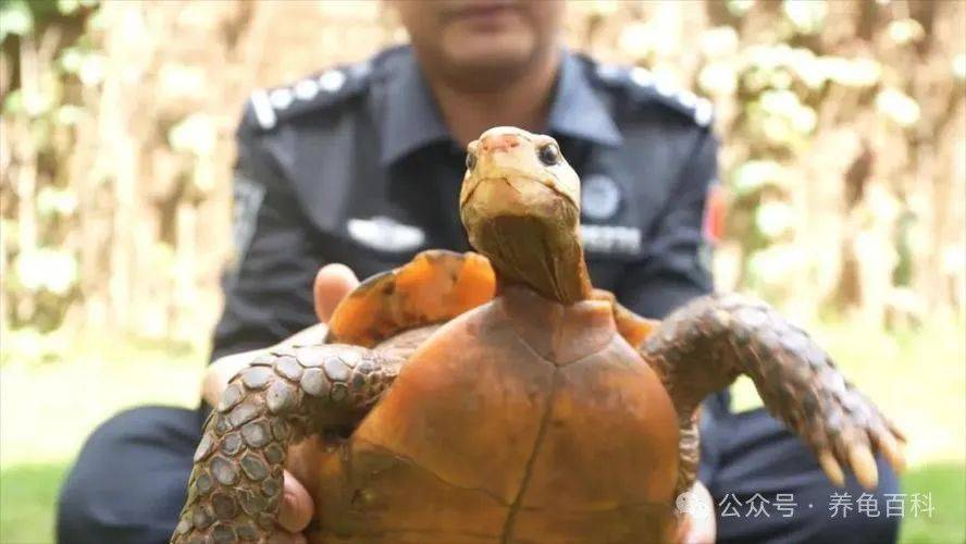 重庆男子捡到重达2.2千克的稀有乌龟，惊呼：这居然是国家一级保护动物？