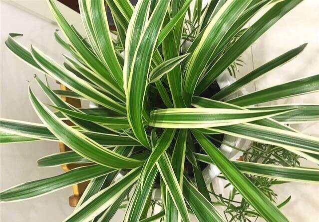 吊兰不开花?3个养护"小技巧",抽穗疯长,半年不到养开花!