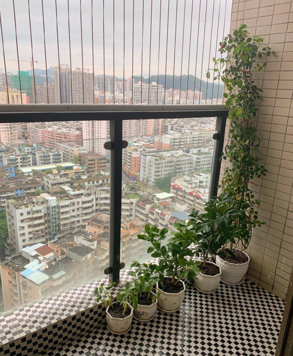 家中摆放绿植有学问,注意"5点",漂亮长势好,净化空气又旺宅_植物_花草