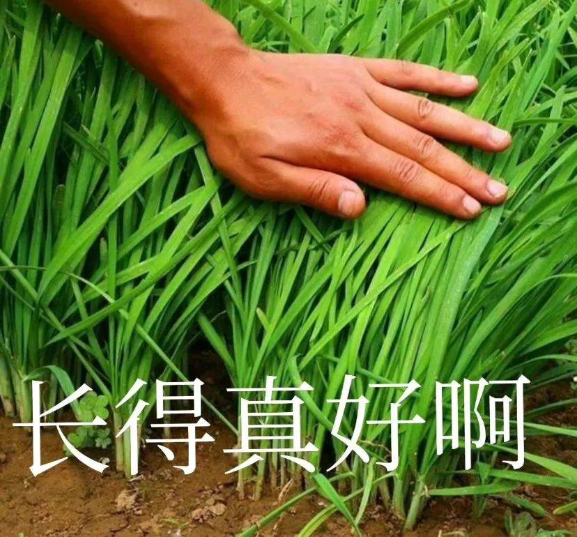 头像表情包284
