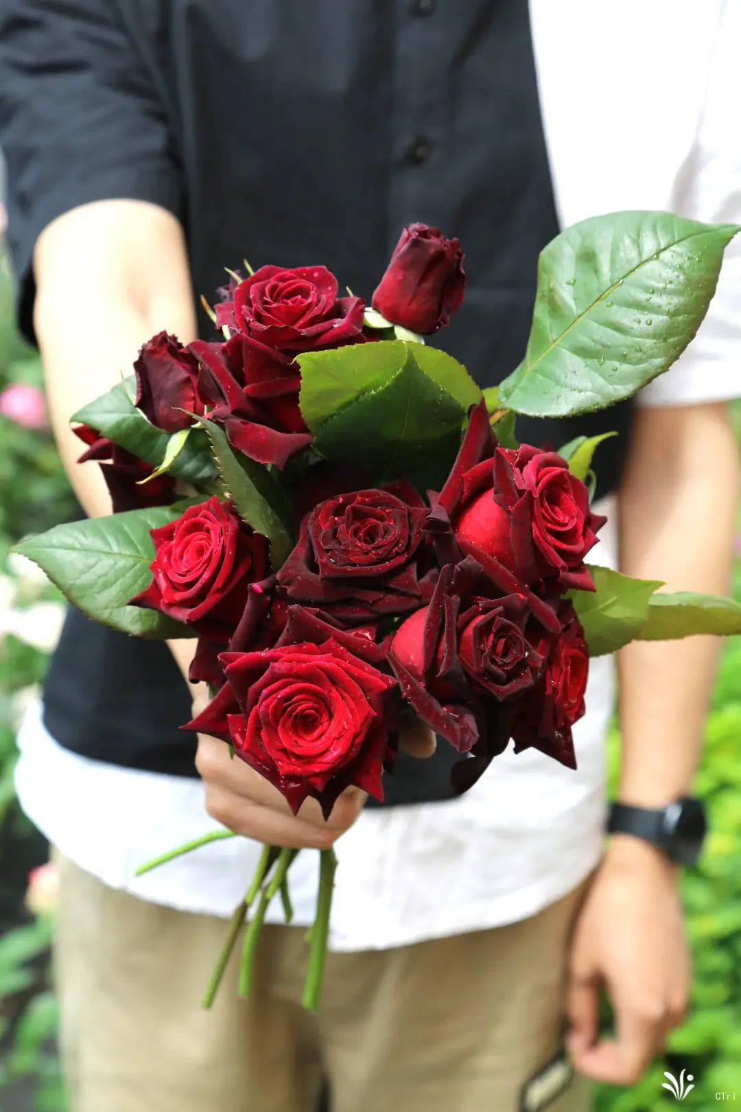 今年的最美月季,被他们种出来了!_品种_女王_瑞典