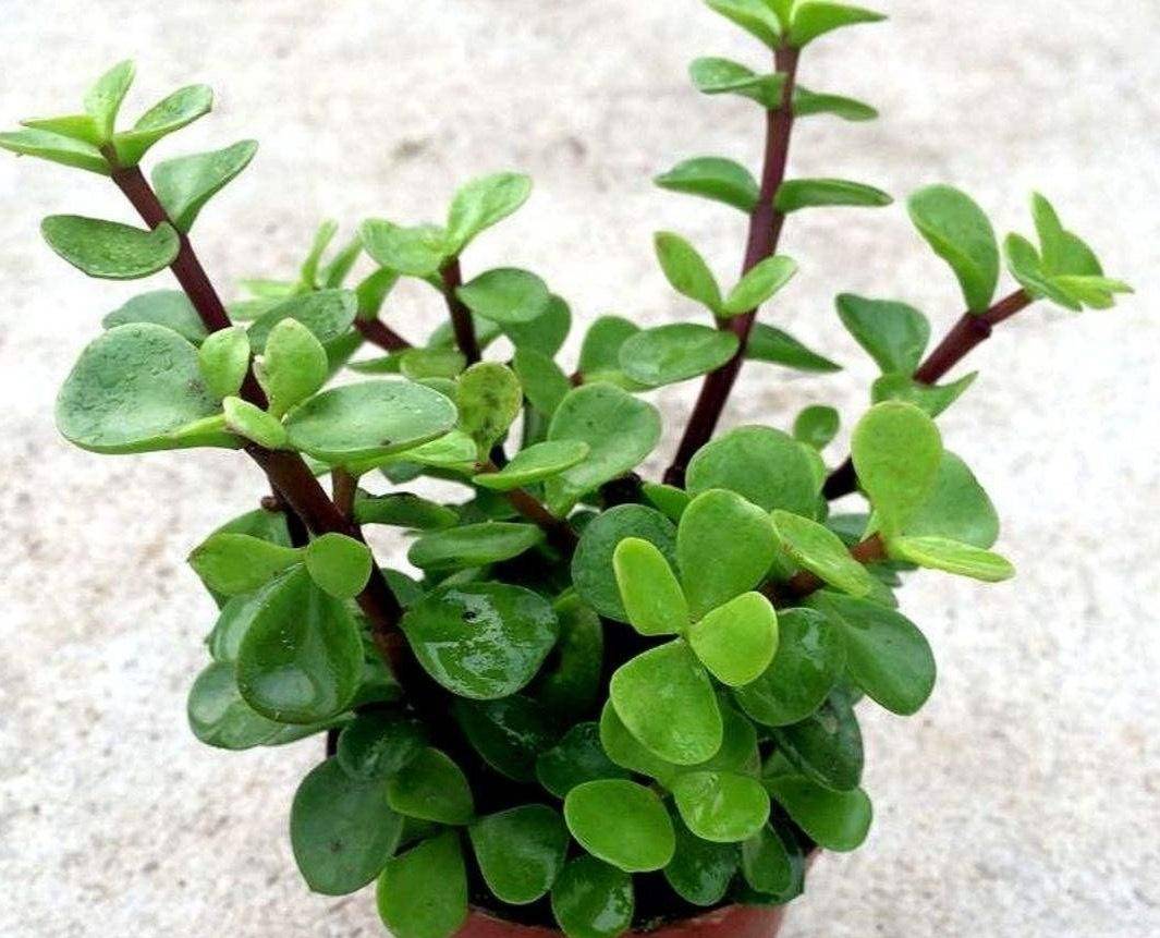 金枝玉叶很好养,一个枝能繁殖十棵,长根很快,迅速爆盆