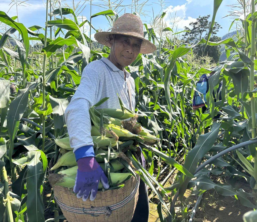 【藏粮于地 藏粮于技】景谷镇:试种甜脆玉米迎丰收,增收有甜头.