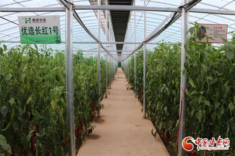 武威凉州区:现代农业产业园丰收忙,乡村振兴干劲足_建设_武南镇_园区