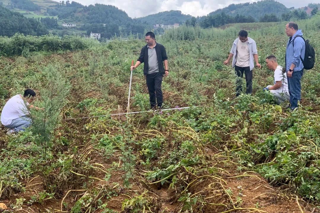 近年来,鲁甸县依托云南农业大学"土豆教授"郭华春团队和云南省农科院