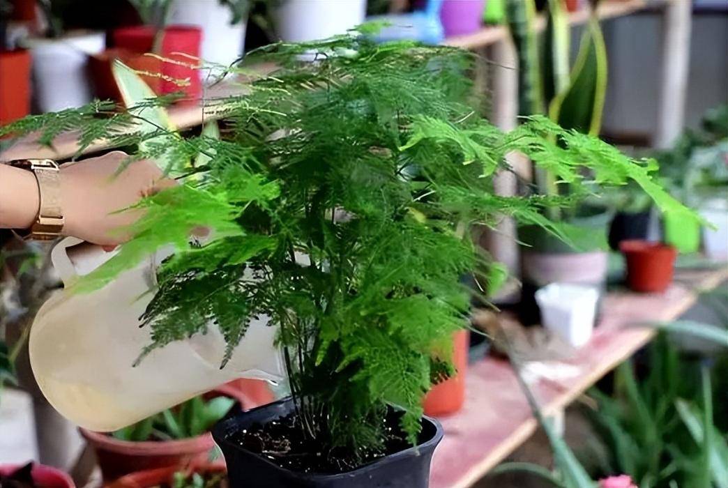 文竹盆栽是一种适合室内养护的植物,它比较耐阴,怕阳光暴晒,平常可以