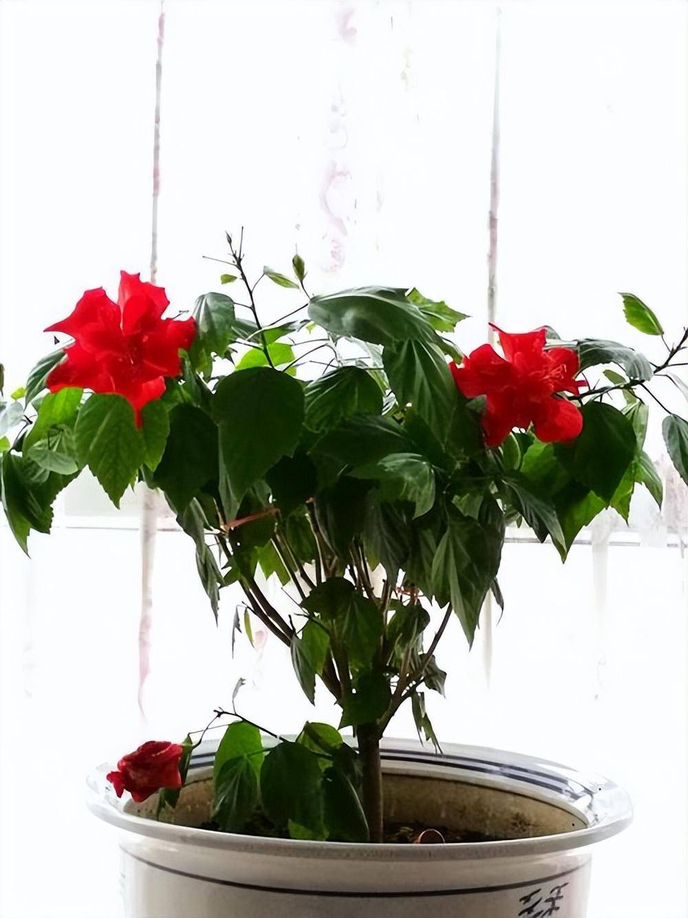 阳台养一盆大红花,天天开花,花红色艳漂亮洋气,有点阳光就开花