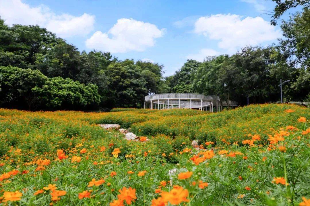 南宁花海再添新宠,精装朋友圈必备打卡地!