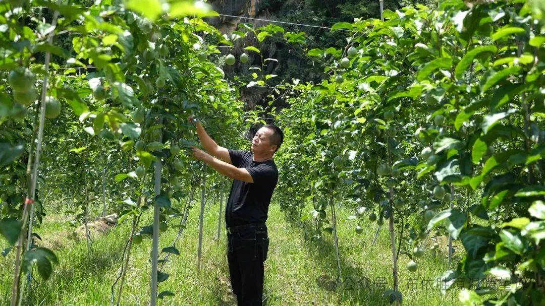 香波果种植图片