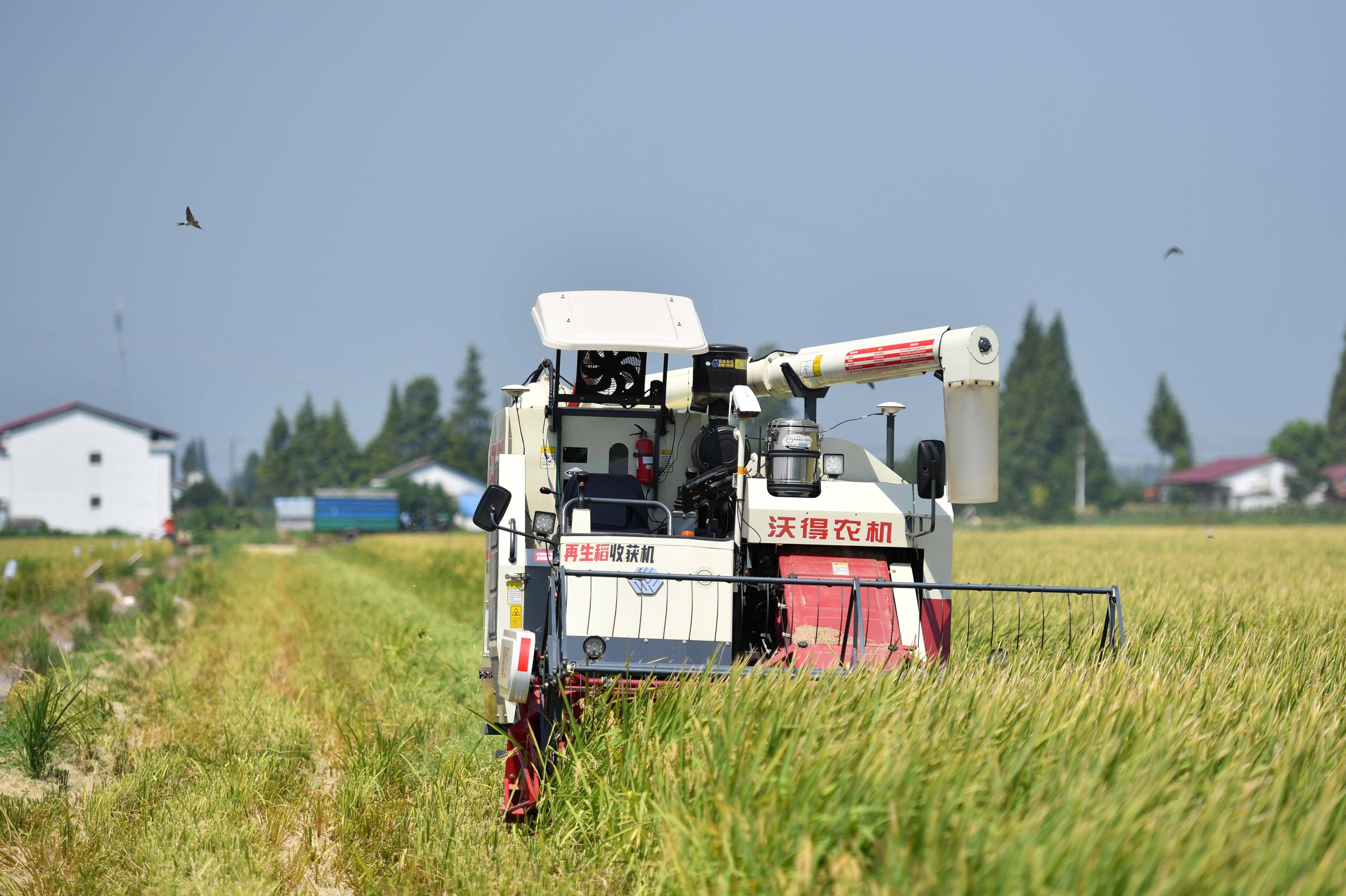 新华社记者 陈振海 摄8月7日,一台无人驾驶收割机在测产现场收割陨