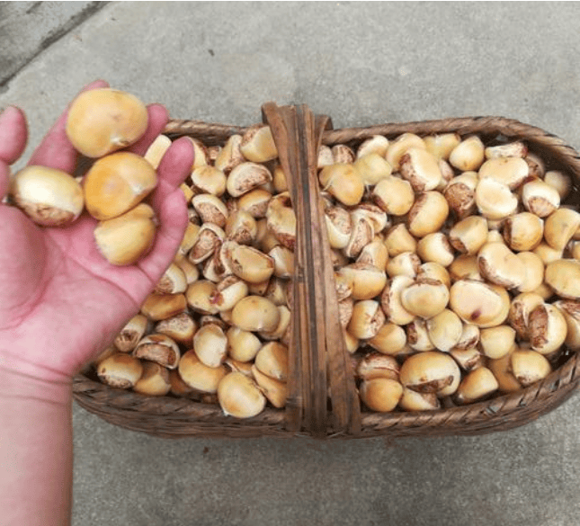 【罗山特产】老家板栗来啦!9.9元起,快来带到家!