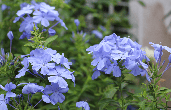 蓝雪花做好修剪和施肥工作,3个枝条长到30个,花更多