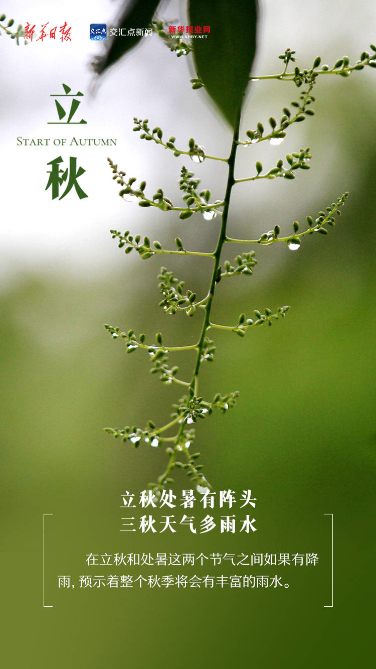 今日,立秋!