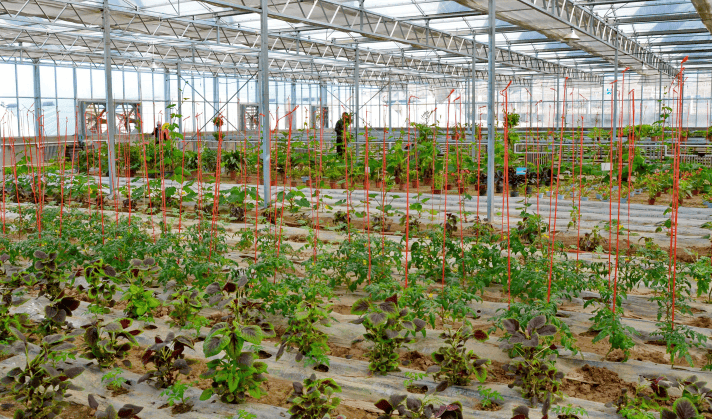 【波澜壮阔70载】图说乌兰丨续写农业发展"新篇章"_现代化_种植_生产