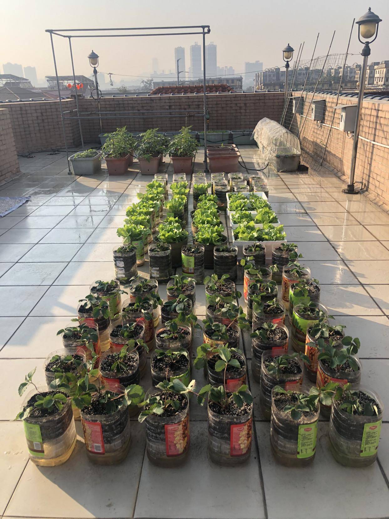 家庭种菜,用10个空油桶,泡沫箱,青菜辣椒收获不停,省钱又好吃