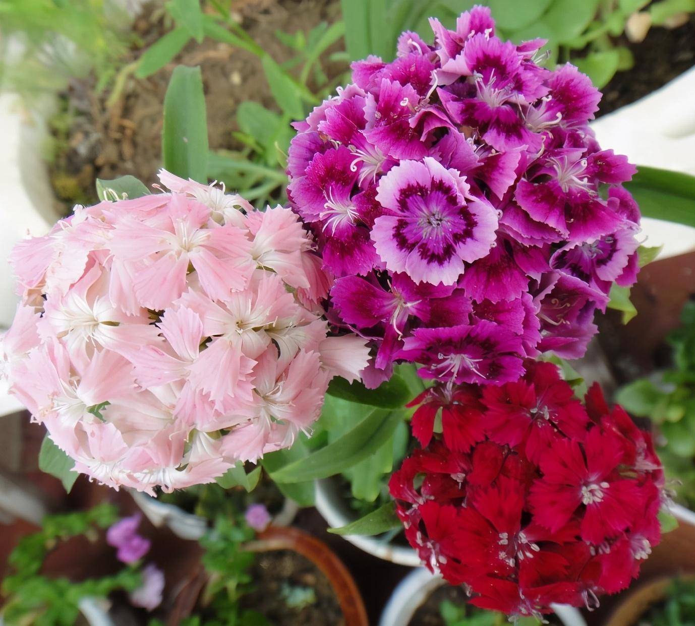 炎热的夏天,4种花不怕暴晒,越晒开花越多花色鲜艳