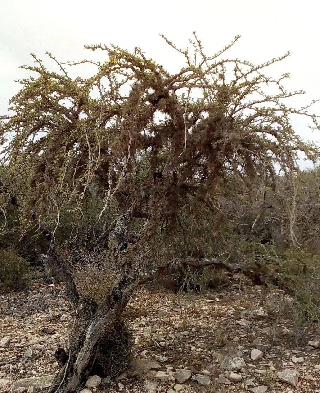 物种日历 | 67沙漠苏木 senna meridionalis