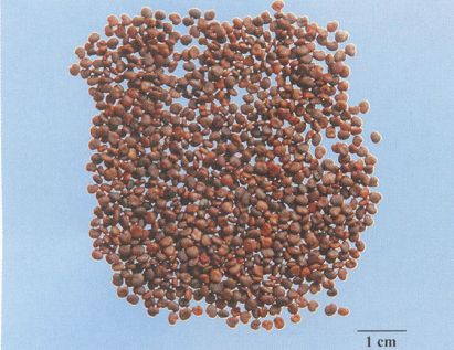 每日中药:沙苑子