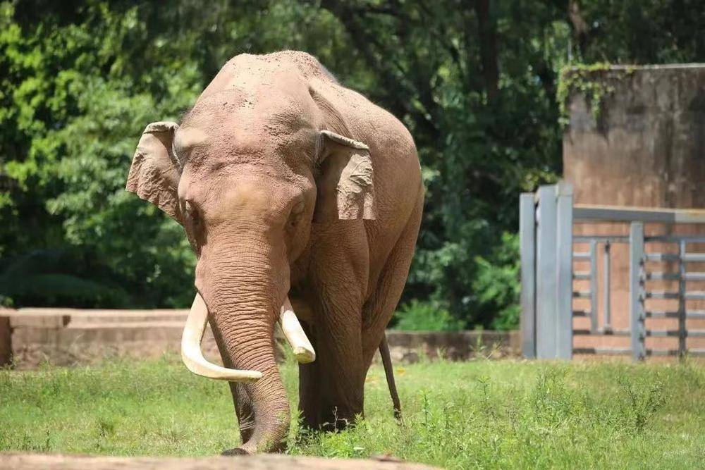 having been with us for three generations, beloved elephant 