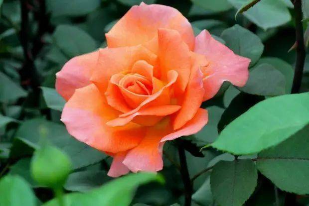 花中皇后——月季清白纯洁,玲珑又高