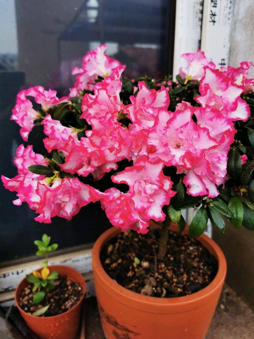 冬天养杜鹃,记住"两点",春节就开花,花色艳花苞"长满枝"