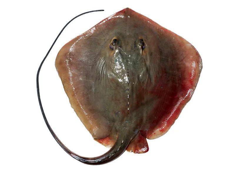 黄魟:国家二级保护动物