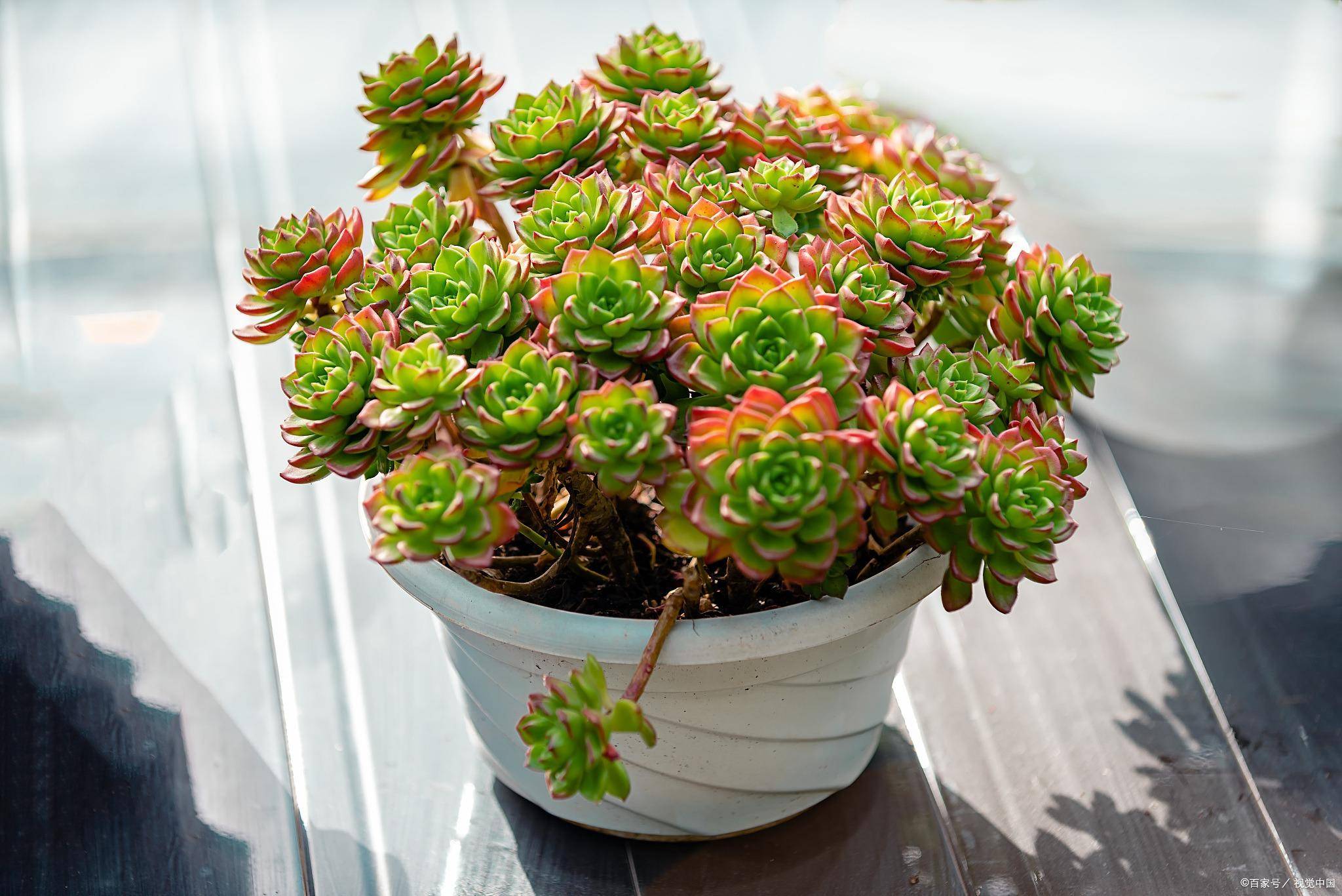 不会养多肉的人,就养"3种",生崽多,挤满盆,越养越多状态美
