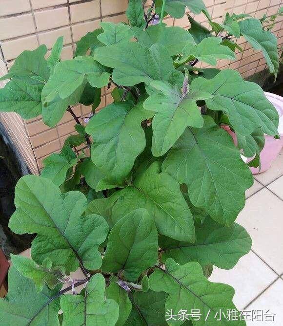 阳台种茄子,一个小窍门,夏天也能结的多,枝子都压弯