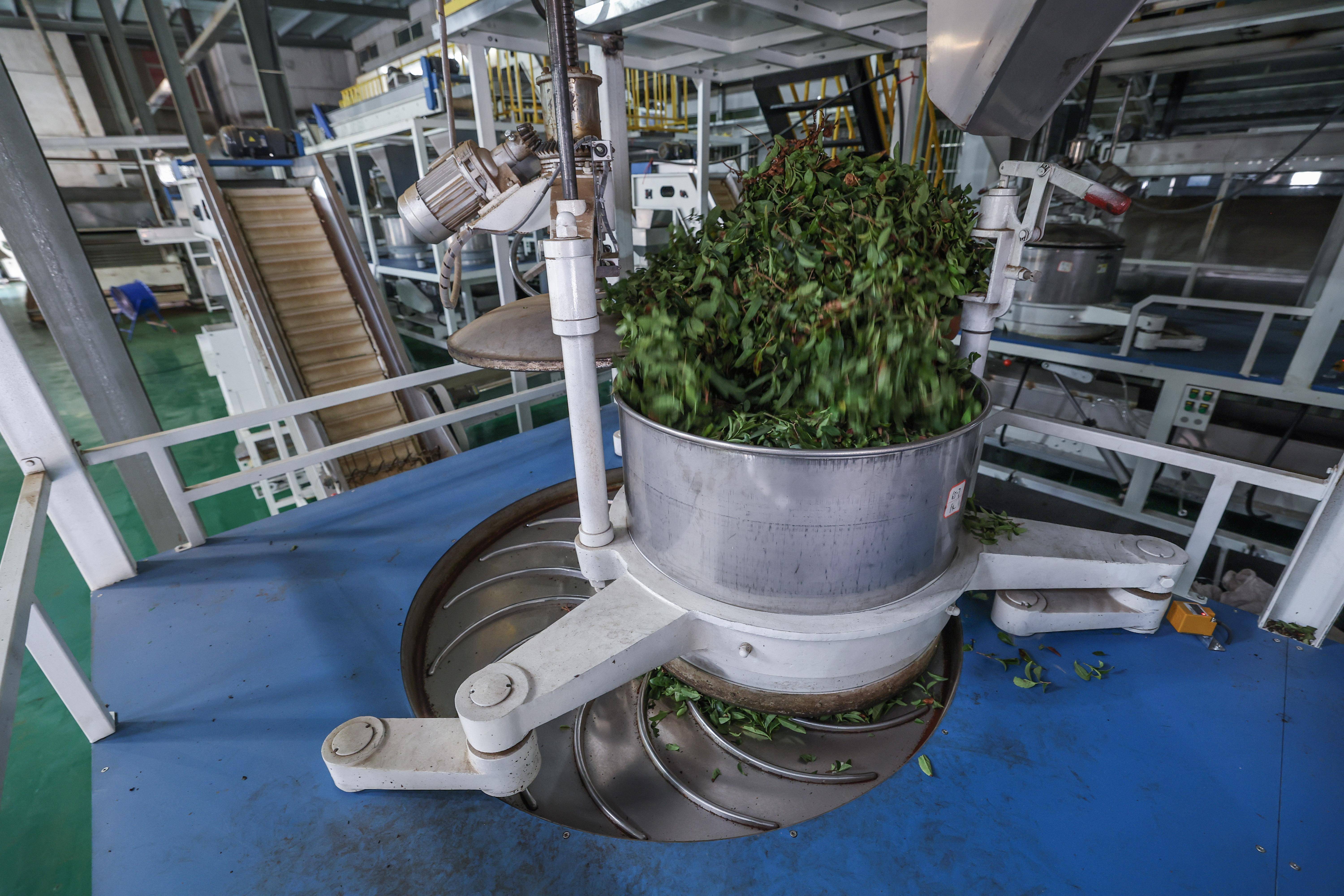 浙江建德:夏茶迎丰收