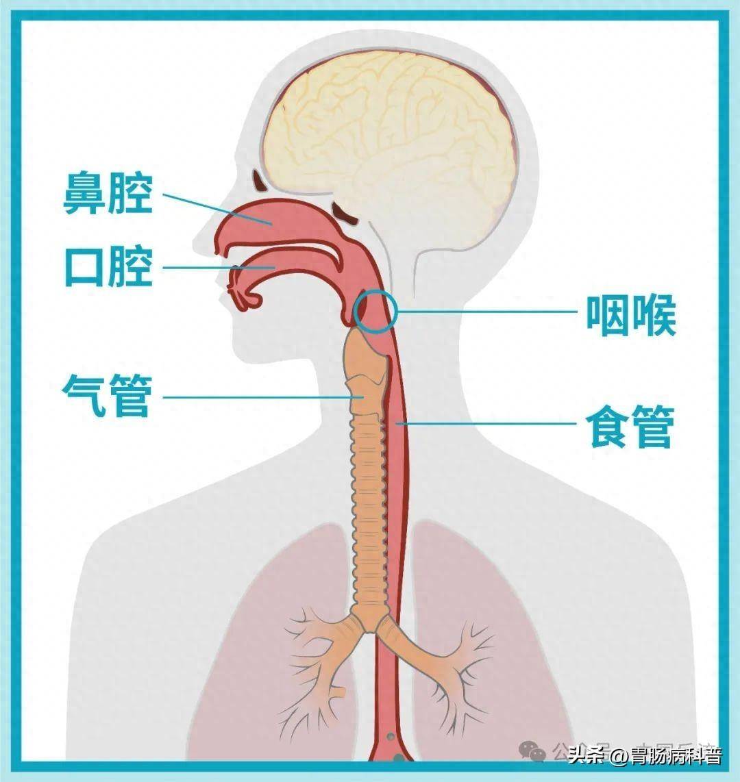 喉室位于图片