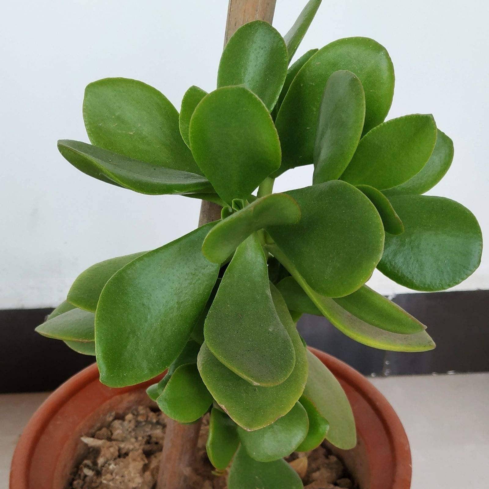 玉树不耐寒,霜冻之前要"注意一点",顺利过冬长成漂亮盆景