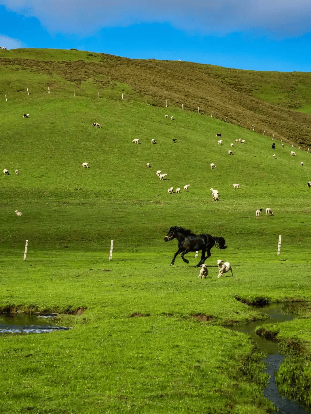 夏季滑草,冬季滑雪!曲靖会泽大海草山超好玩