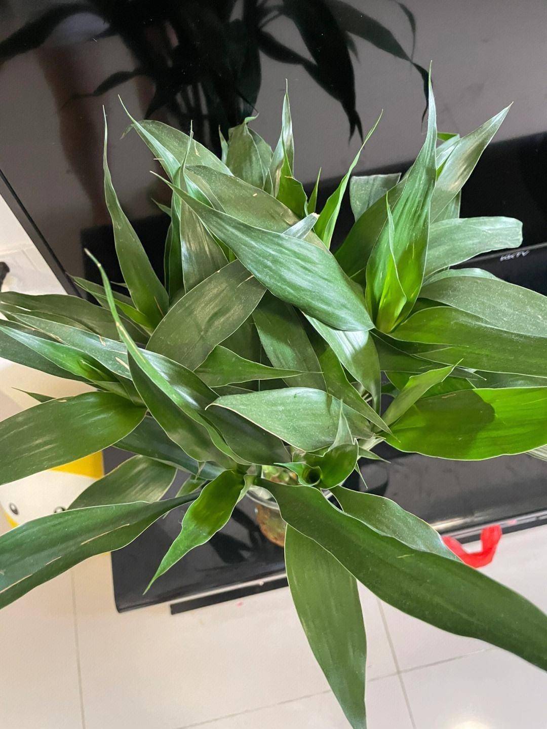 "6种"绿植不耐寒,冬季搬入室内养,年年翠绿茂盛,安全越冬!