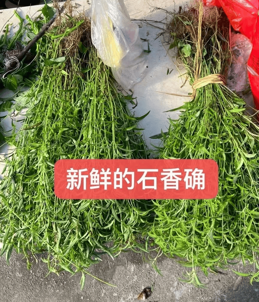 石香和薄荷区别图片图片