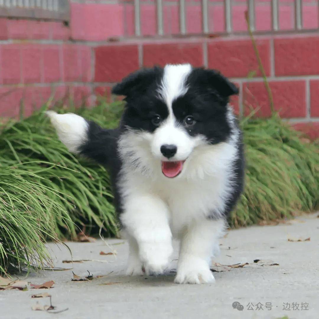 边牧幼犬多少钱一只?挑选时需要注意5个细节!